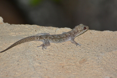 Phyllopezus pollicaris