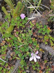 Geranium sibbaldioides sibbaldioides