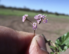 Boerhavia dominii