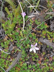 Geranium sibbaldioides sibbaldioides