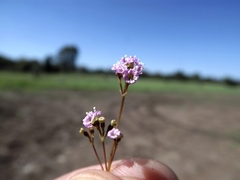 Boerhavia dominii