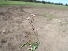 Boerhavia dominii