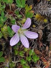 Geranium sibbaldioides sibbaldioides