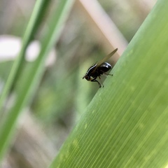 Poecilohetaerus aquilus
