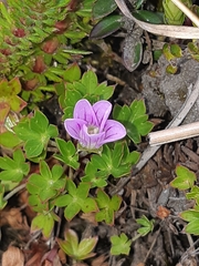 Geranium sibbaldioides sibbaldioides