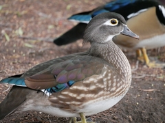 Wood Duck photo 5