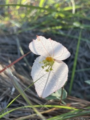 Dalechampia schippii