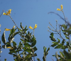 Tecoma stans velutina