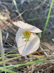 Dalechampia schippii