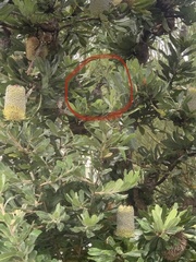 Anthochaera chrysoptera