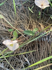 Dalechampia schippii