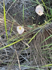 Dalechampia schippii