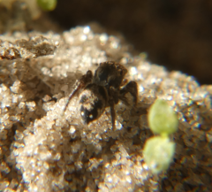 Habronattus brunneus