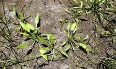 Damasonium minus