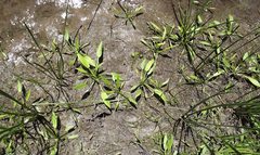 Damasonium minus