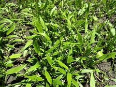 Damasonium minus