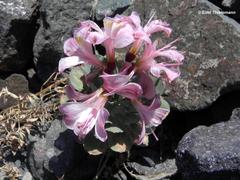 Alstroemeria umbellata