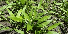 Damasonium minus