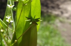 Damasonium minus