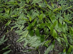 Damasonium minus