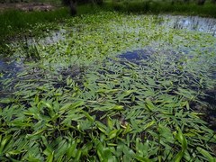 Damasonium minus