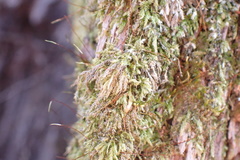 Sematophyllum adnatum
