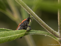 Rhodobaenus tredecimpunctatus