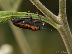 Rhodobaenus tredecimpunctatus