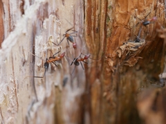 Leptomyrmex rufithorax