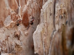 Leptomyrmex rufithorax