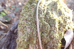 Sematophyllum adnatum