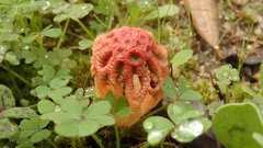 Colus hirudinosus