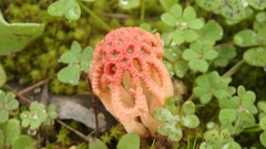 Colus hirudinosus
