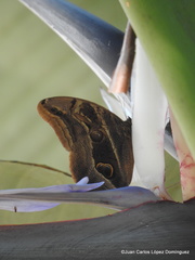 Eryphanis aesacus