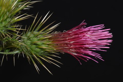 Cirsium arizonicum rothrockii