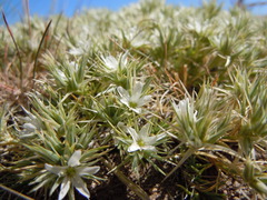 Eremogone franklinii