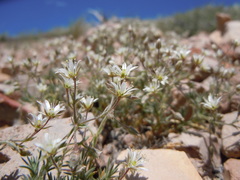 Sabulina nuttallii
