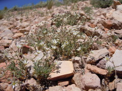 Sabulina nuttallii