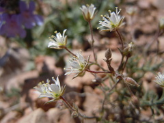 Sabulina nuttallii