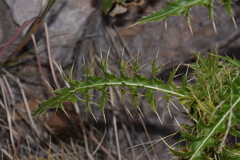 Cirsium arizonicum rothrockii