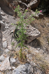 Cirsium arizonicum rothrockii