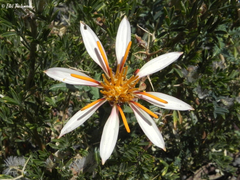 Mutisia sinuata