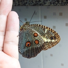 Dasyophthalma creusa