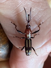 Orychodes digramma