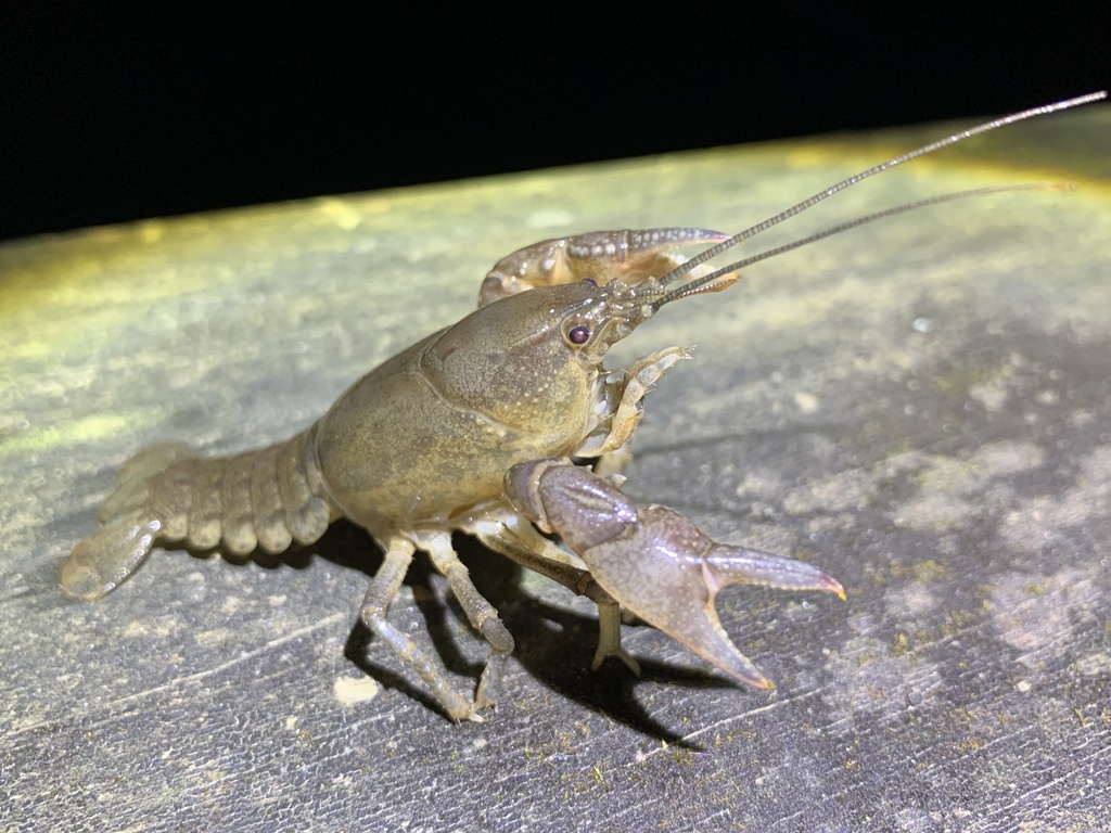 Ortmann's Mudbug