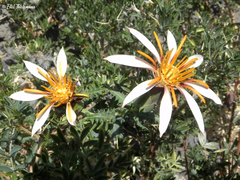 Mutisia sinuata