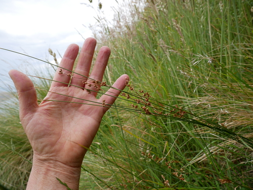 Juncus distegus (Juncus distegus)