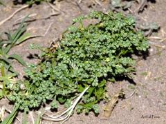 Polycarpon tetraphyllum