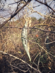 Polystemma cordifolium