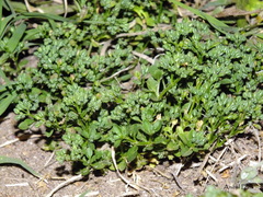 Polycarpon tetraphyllum